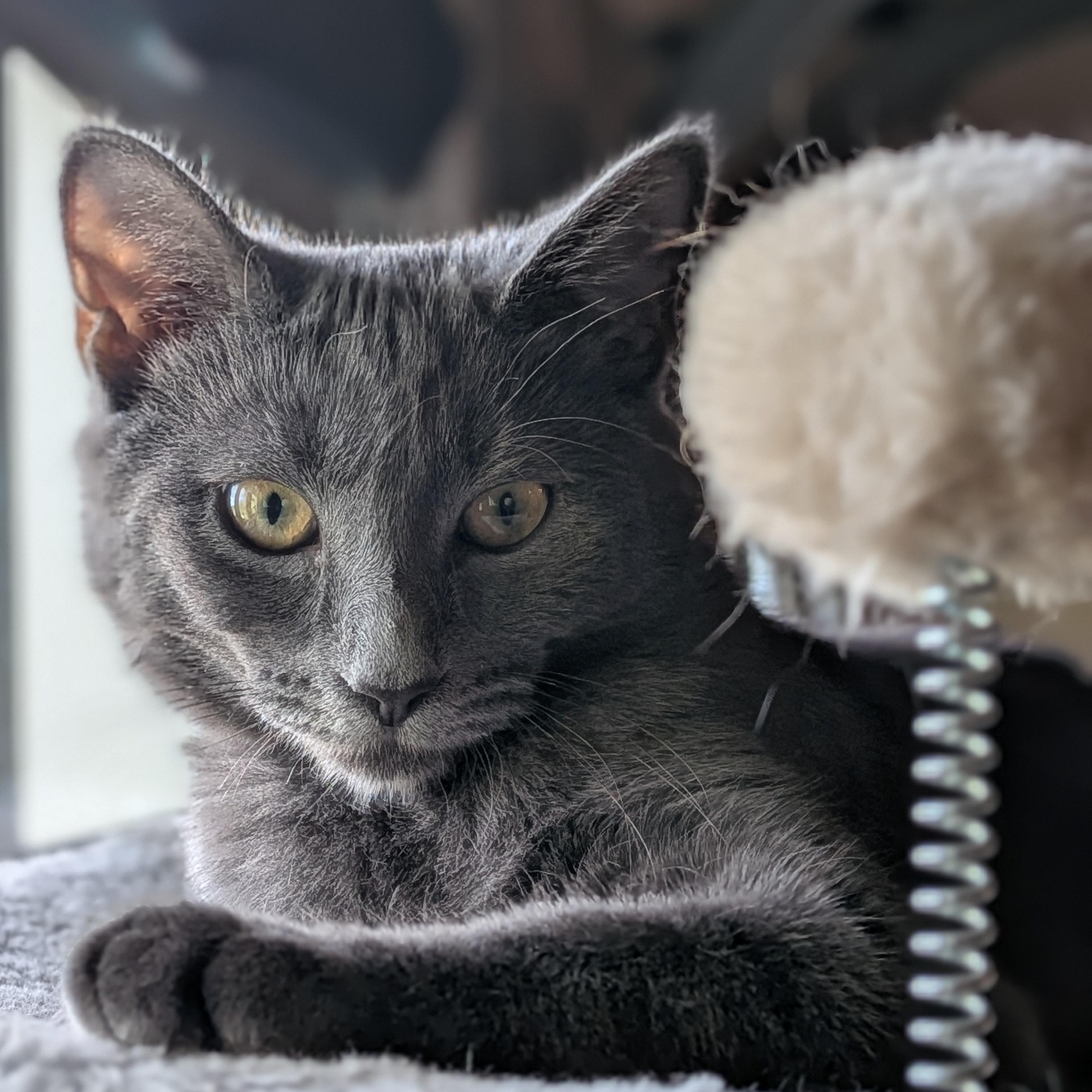 Ryder, Adoptable, Kitten Male Domestic Short Hair.