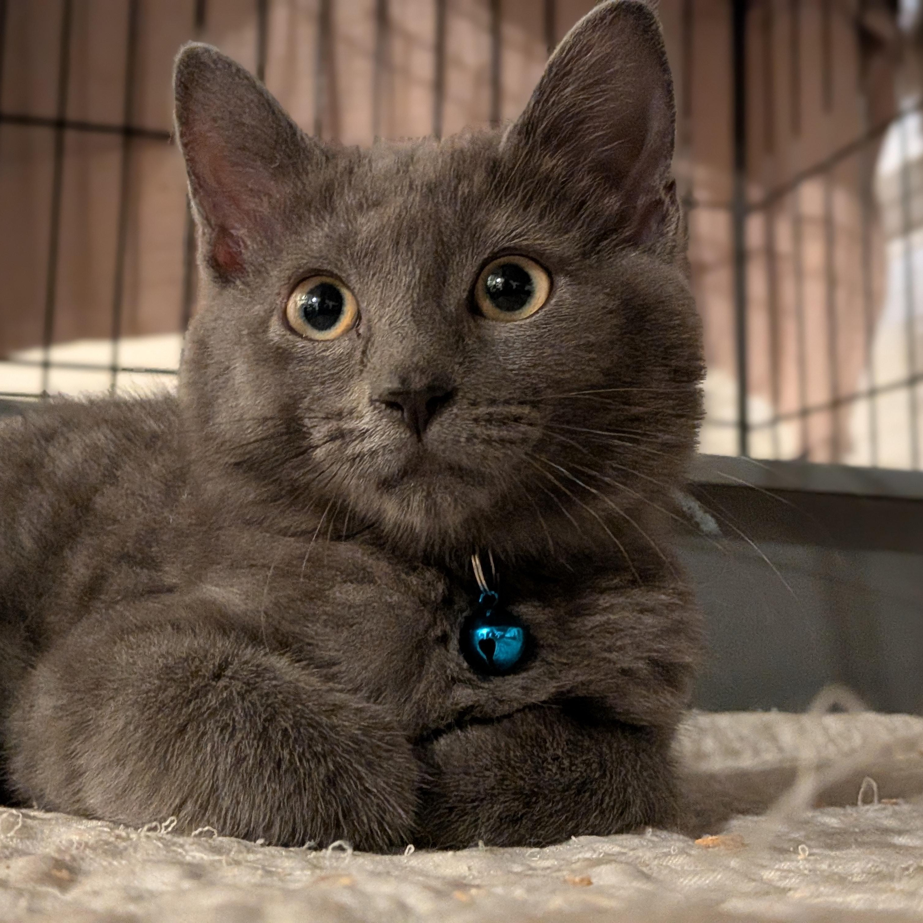 Enlarge Ryder, a Adoptable Domestic Short Hair in Newburgh, NY image 2/3