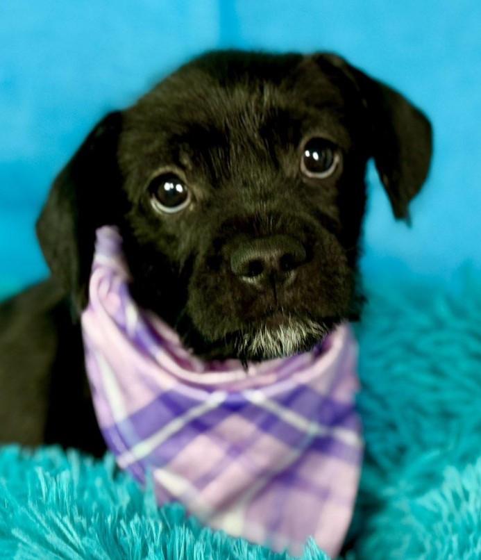 Celeste - French Bulldog/Poodle mix
