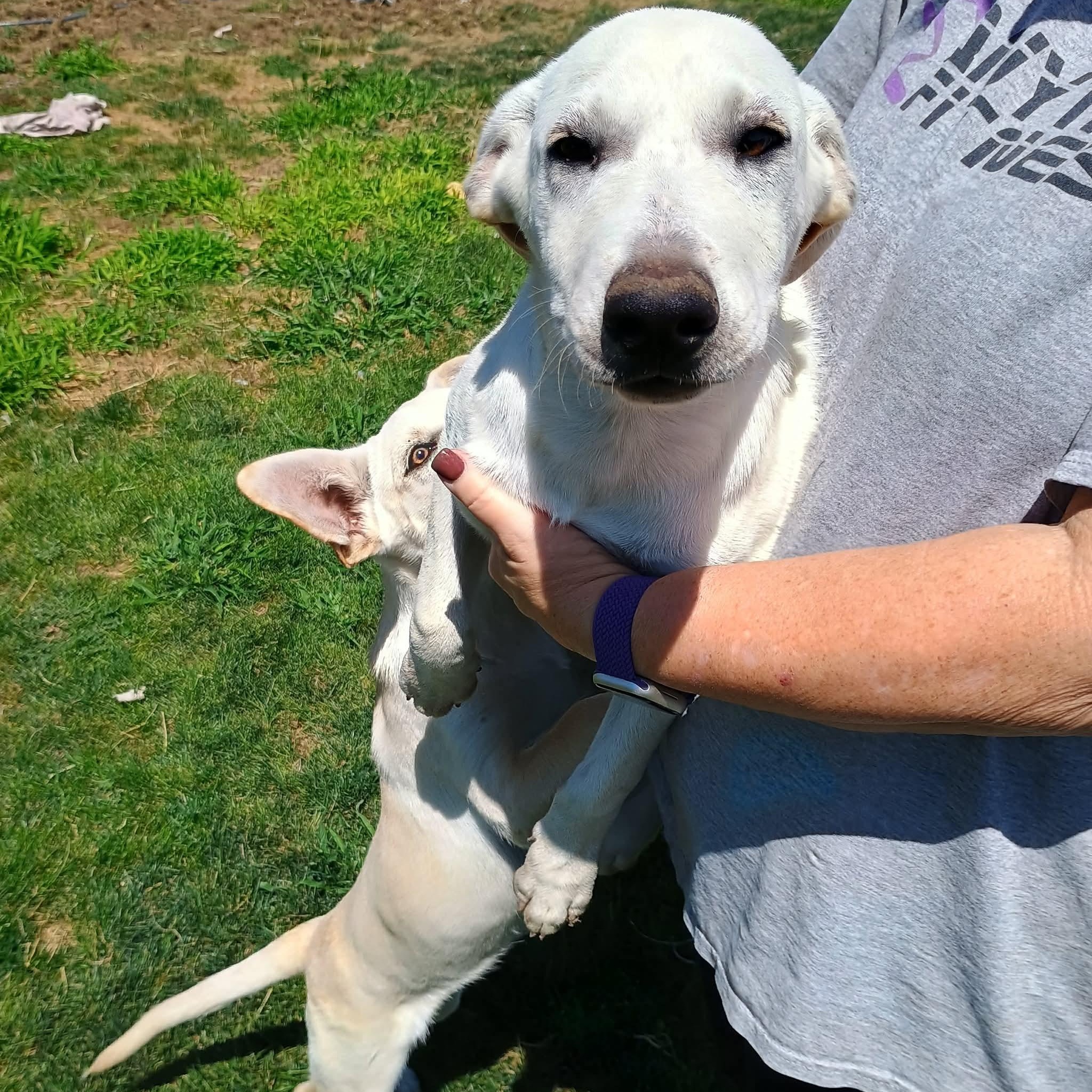 Rue, a ADOPTABLE mixed breed in Glenolden, PA image 2/6
