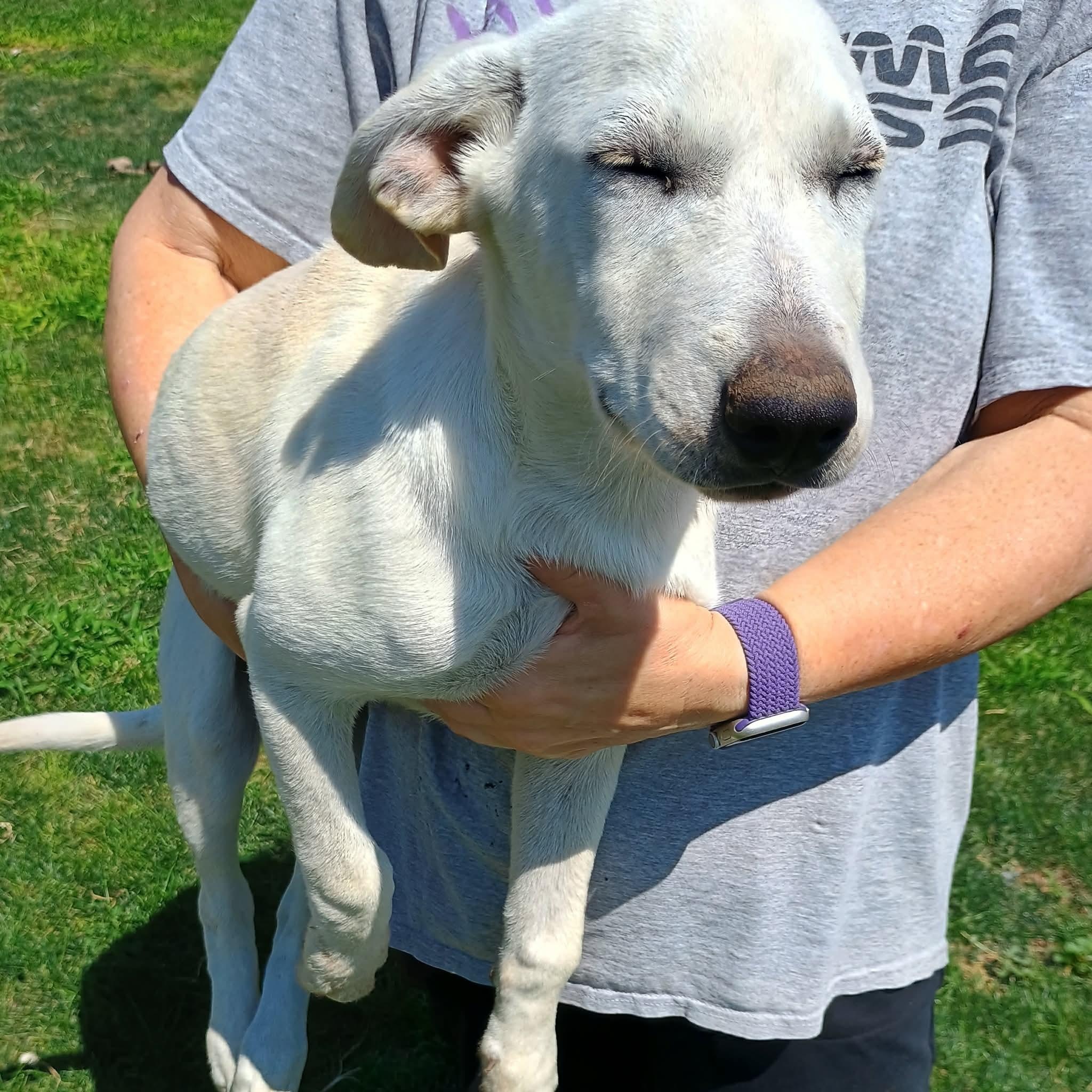 Rue, a ADOPTABLE mixed breed in Glenolden, PA image 3/6