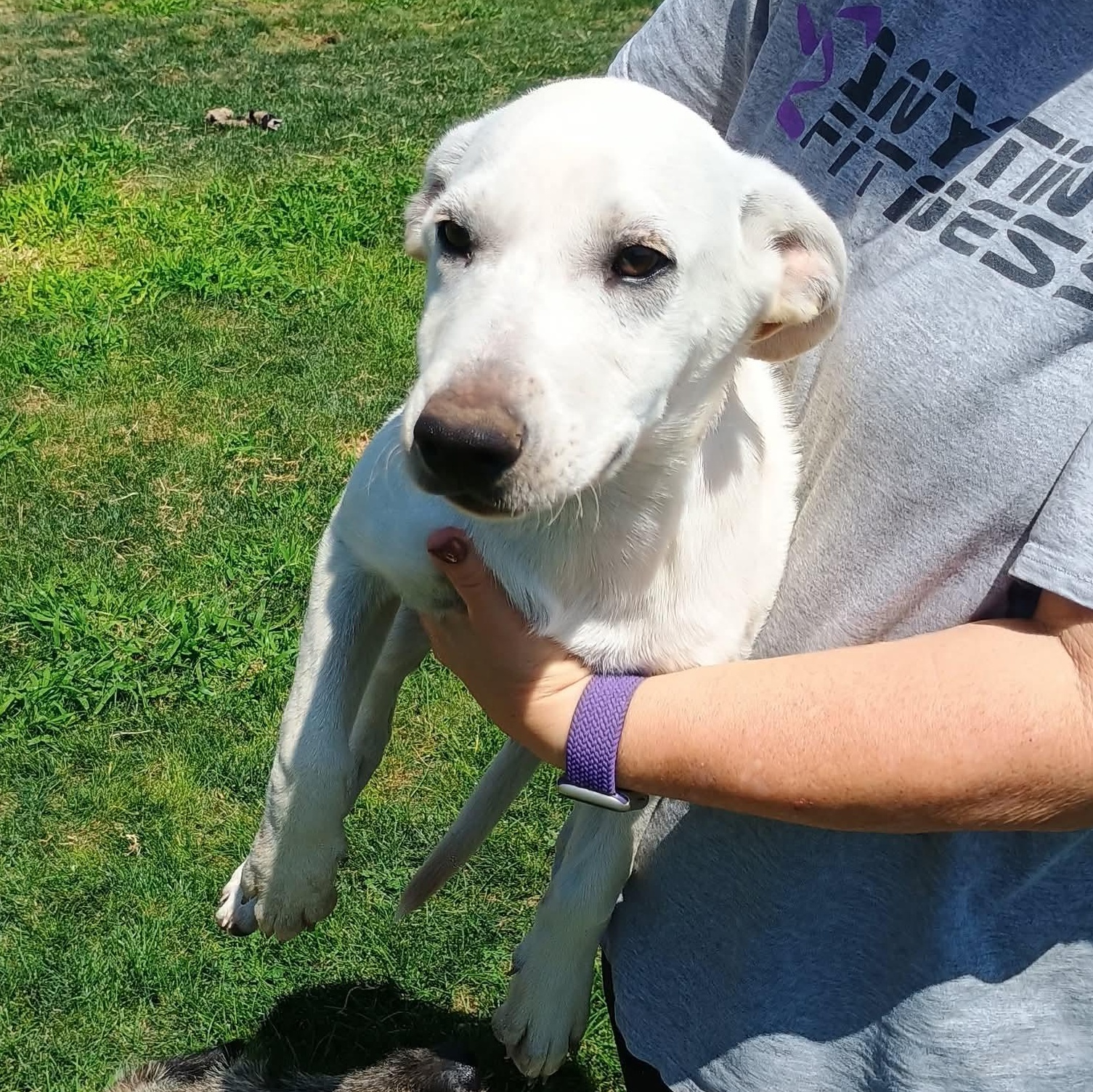 Rue, a ADOPTABLE mixed breed in Glenolden, PA image 1/6