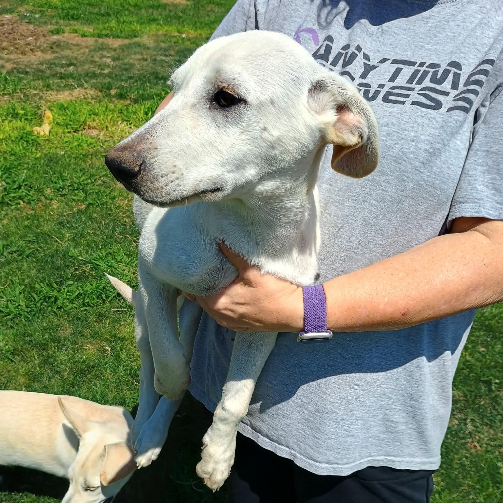 Rue, a ADOPTABLE mixed breed in Glenolden, PA image 4/6