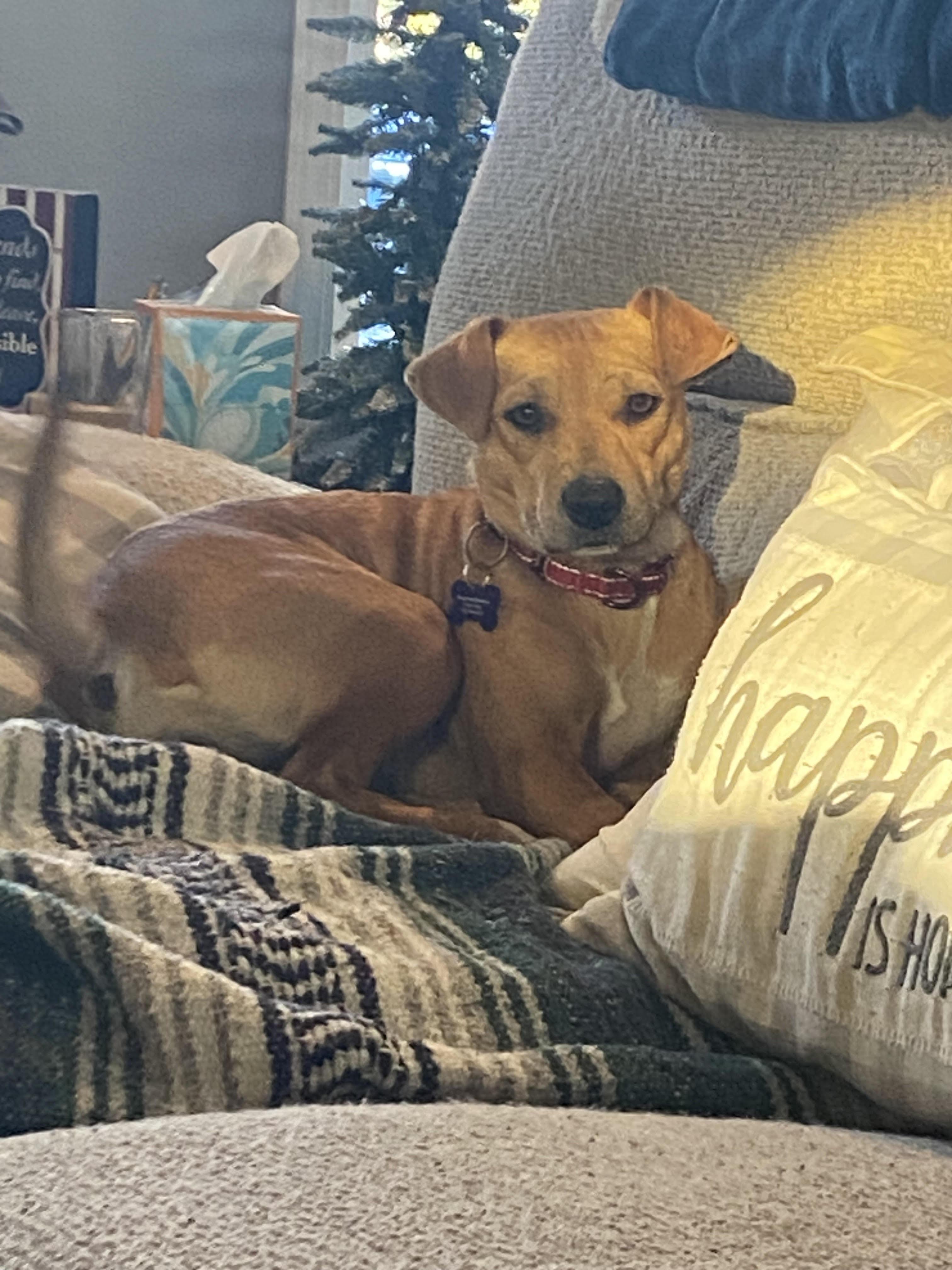 Cocoa, ADOPTABLE, Young Female Mixed Breed.