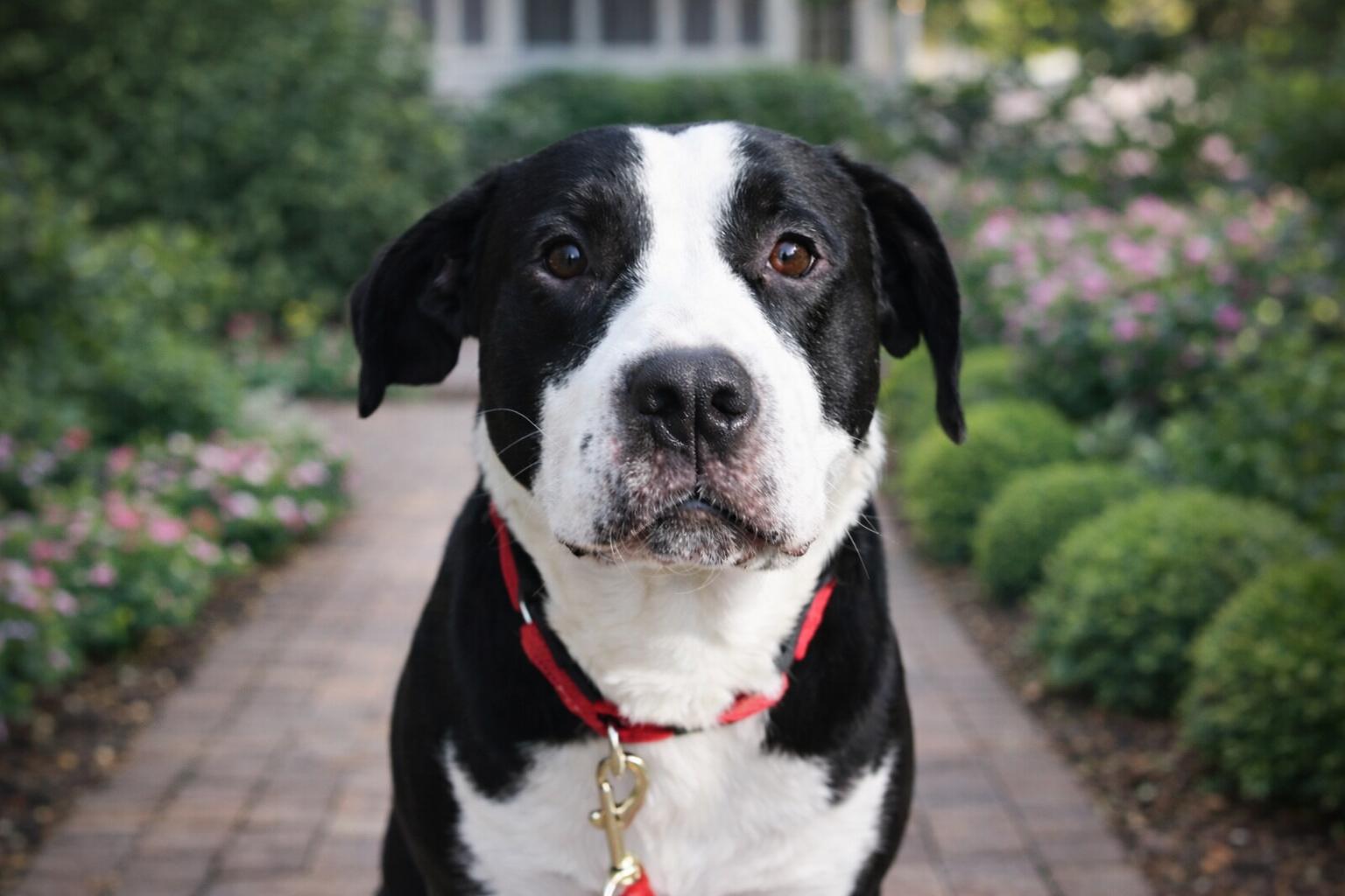 Enlarge Marshal, a Adoptable mixed breed in Springfield, MO image 2/3