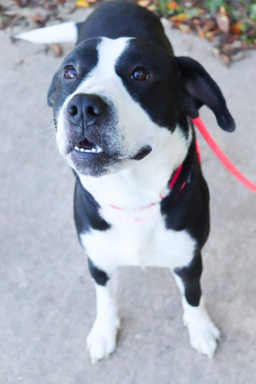 Marshal, a Adoptable mixed breed image 1/12