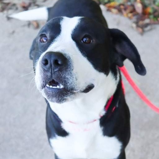 Enlarge Marshal, a Adoptable mixed breed in Springfield, MO image 1/6