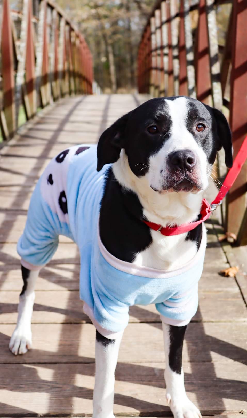 Marshal, a Adoptable mixed breed image 2/12