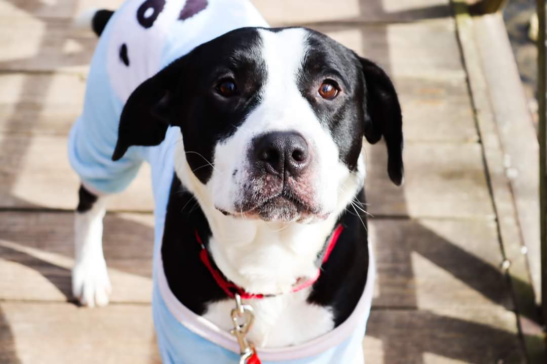 Marshal, a Adoptable mixed breed image 3/12