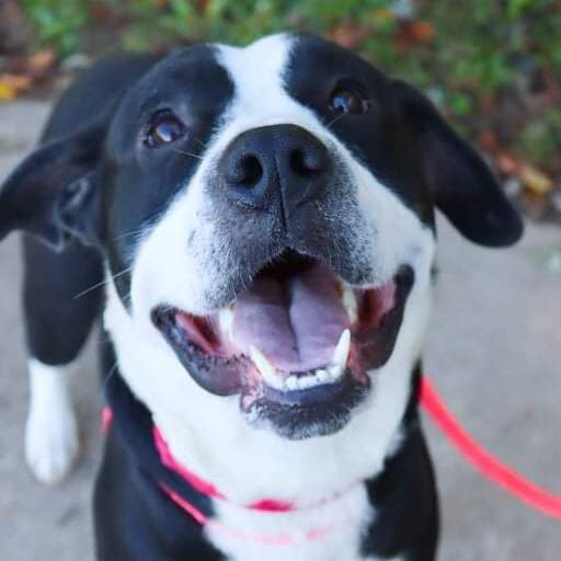 Marshal, a Adoptable mixed breed image 4/12