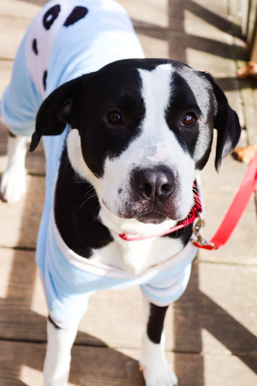 Marshal, a Adoptable mixed breed image 5/12