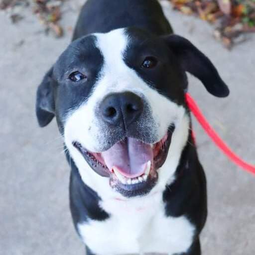 Marshal, a Adoptable mixed breed image 6/12