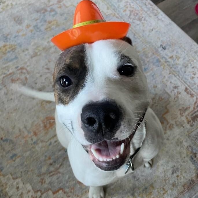 Diesel Donut your fun loving Romeo