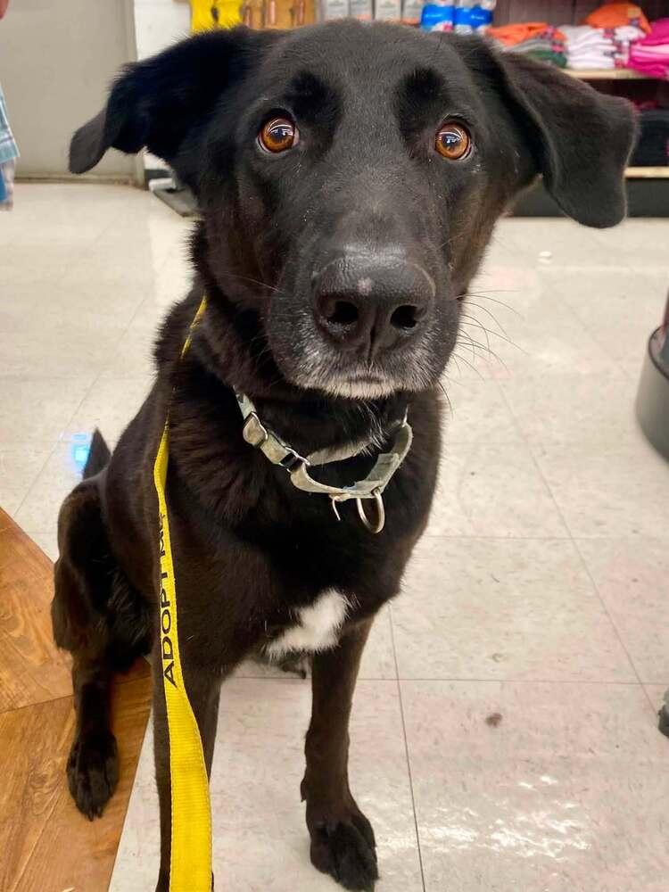 Enlarge Taki, a Adoptable mixed breed in Milton, DE image 2/6