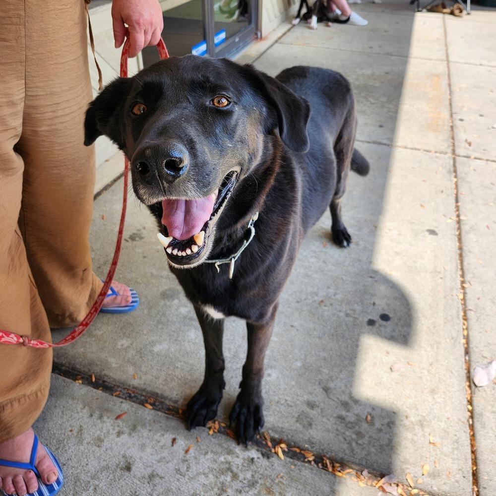 Enlarge Taki, a Adoptable mixed breed in Milton, DE image 2/6