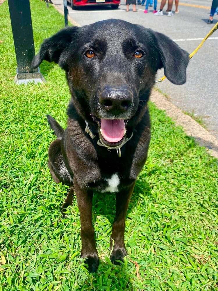 Enlarge Taki, a Adoptable mixed breed in Milton, DE image 3/5