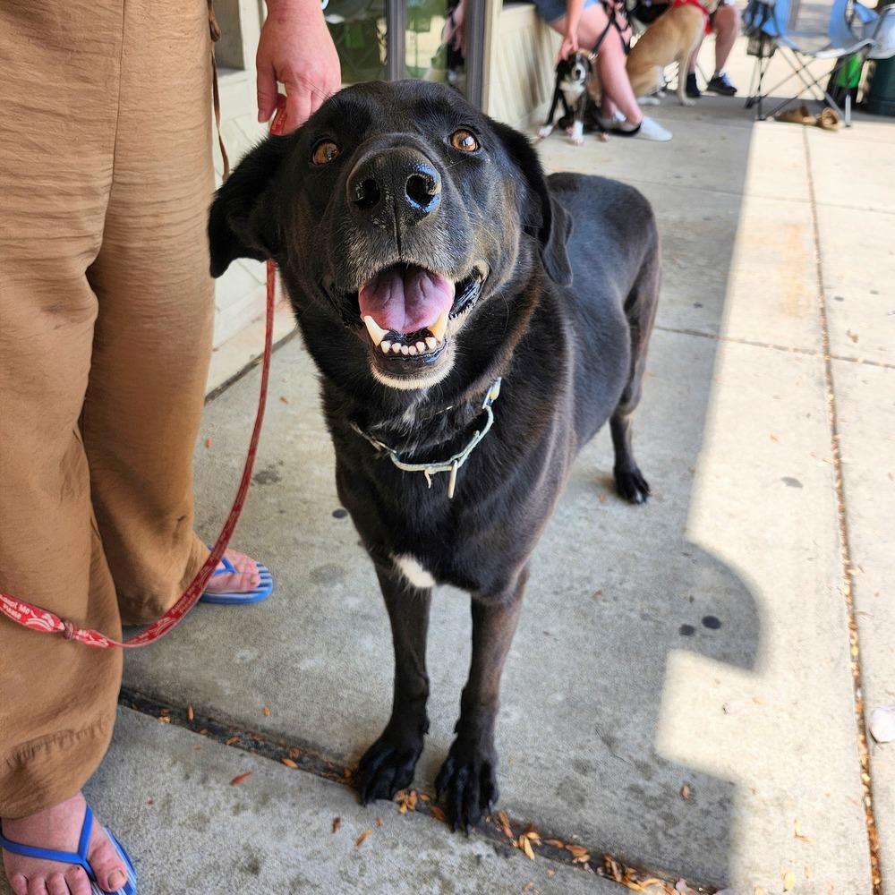 Enlarge Taki, a Adoptable mixed breed in Milton, DE image 3/6