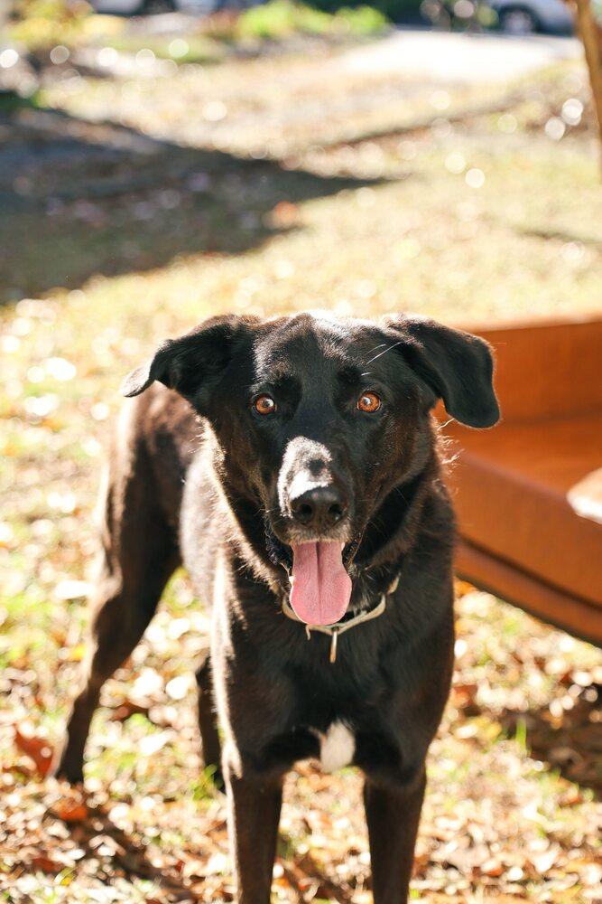 Enlarge Taki, a Adoptable mixed breed in Milton, DE image 4/6