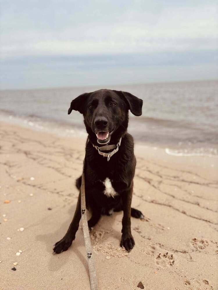Enlarge Taki, a Adoptable mixed breed in Milton, DE image 5/6