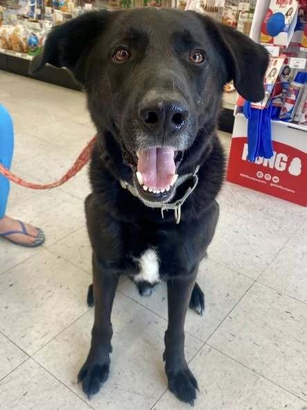 Taki, a Adoptable mixed breed in Milton, DE image 6/6
