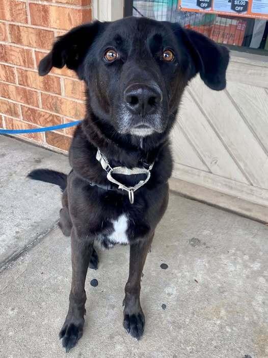 Enlarge Taki, a Adoptable mixed breed in Milton, DE image 6/6