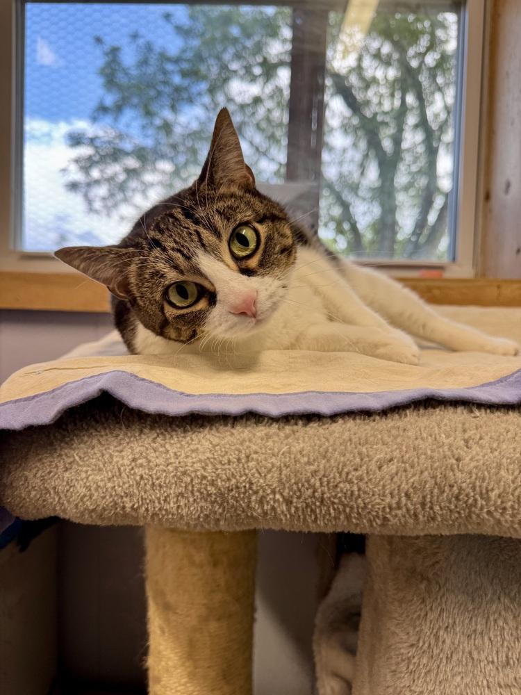Zelda, Adoptable, Adult Female Domestic Short Hair.