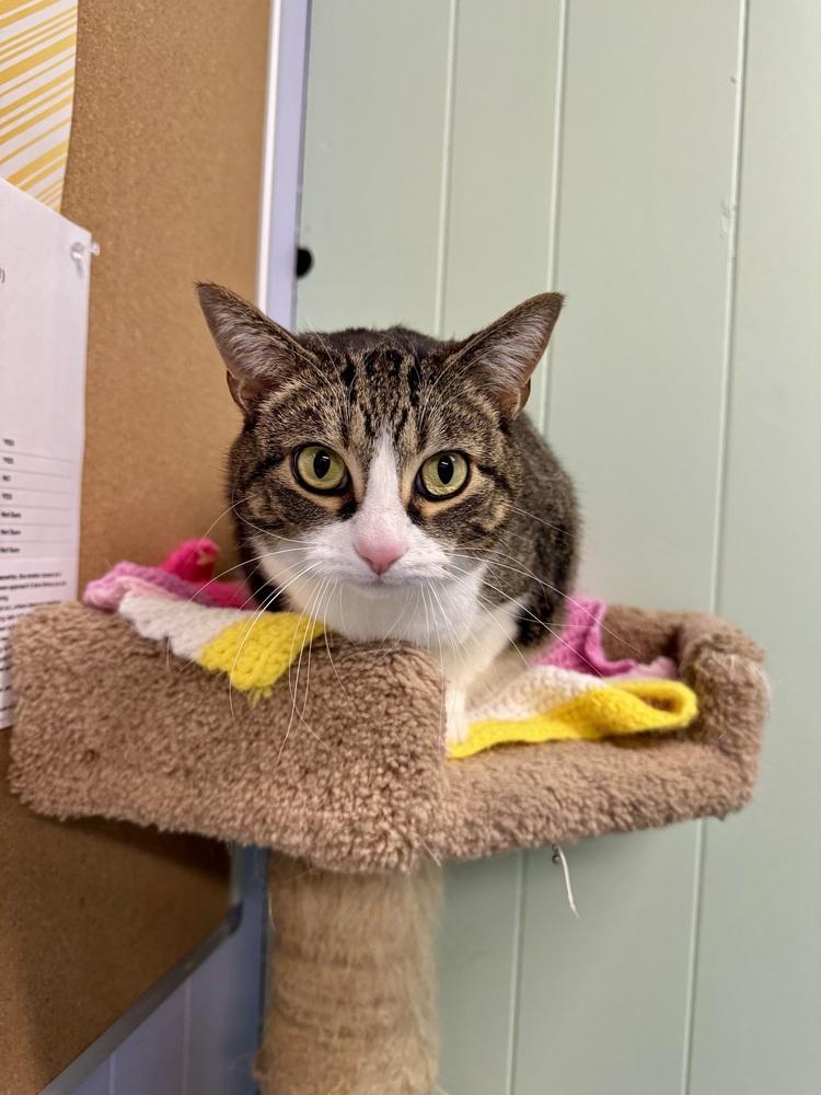 Zelda, a Adoptable mixed breed in Papillion, NE image 2/3