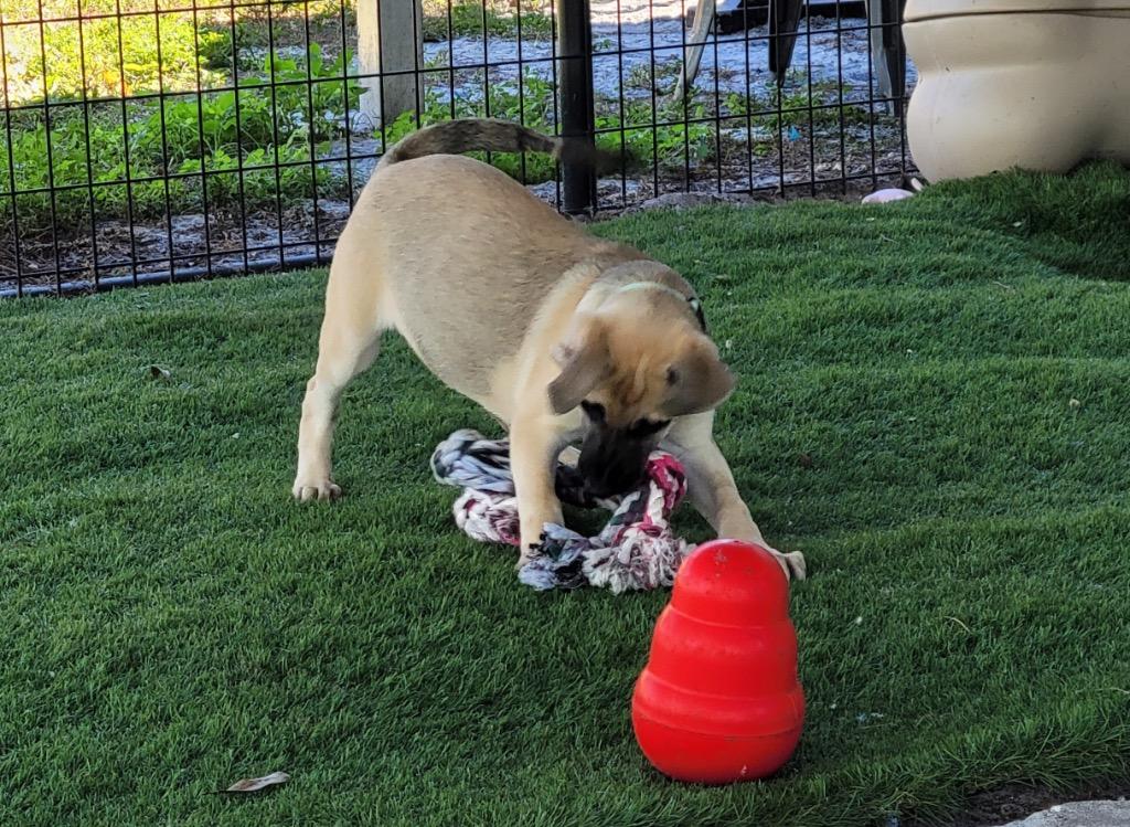 Aria-4mo Puppy!, Adoptable, Puppy Female Black Mouth Cur & Dutch Shepherd.