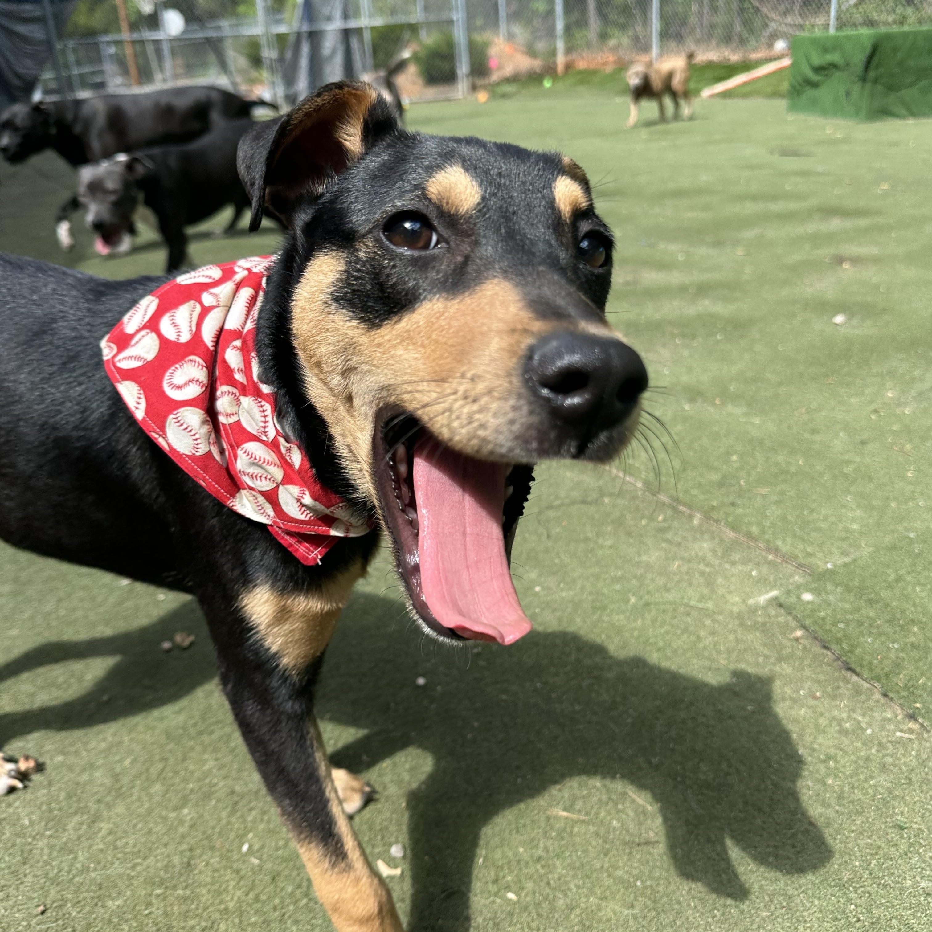 Enlarge Birdie, an adopted mixed breed in Charlotte, NC image 2/6