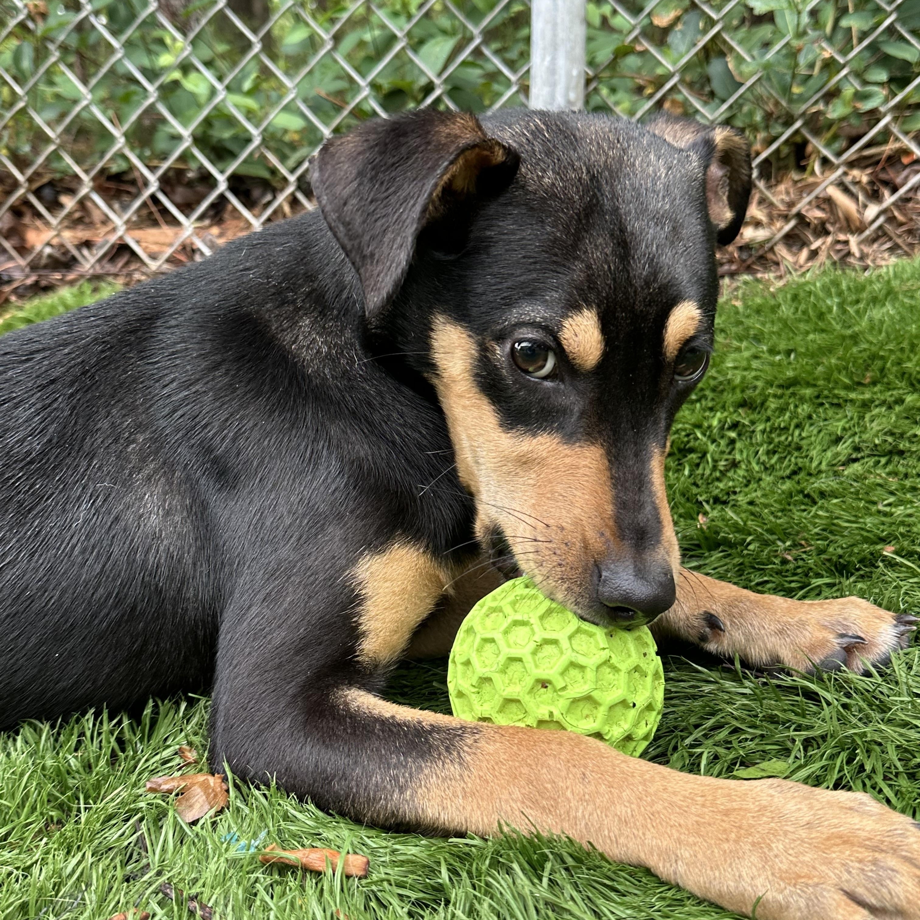 Enlarge Birdie, an adopted mixed breed in Charlotte, NC image 1/6