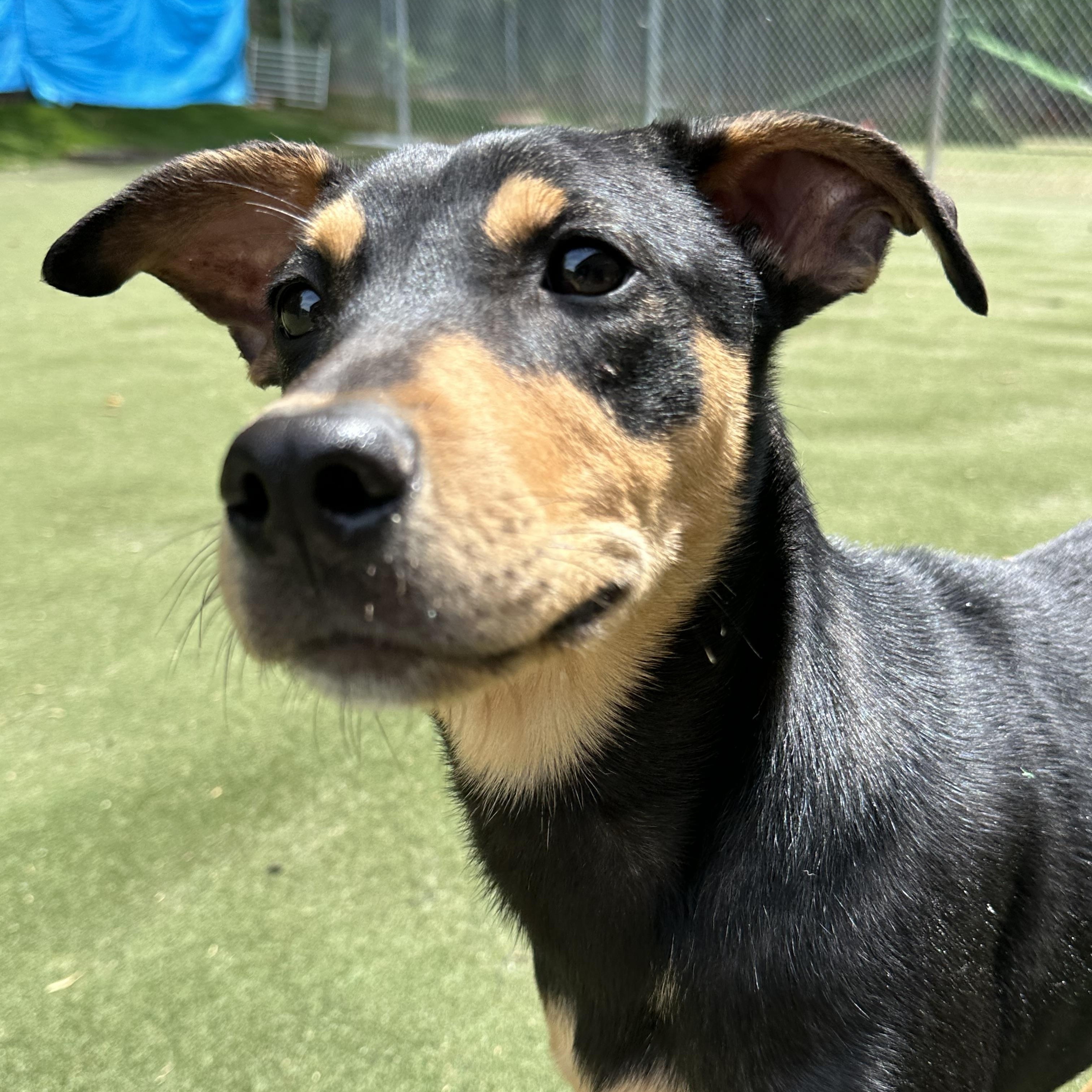 Enlarge Birdie, an adopted mixed breed in Charlotte, NC image 5/6