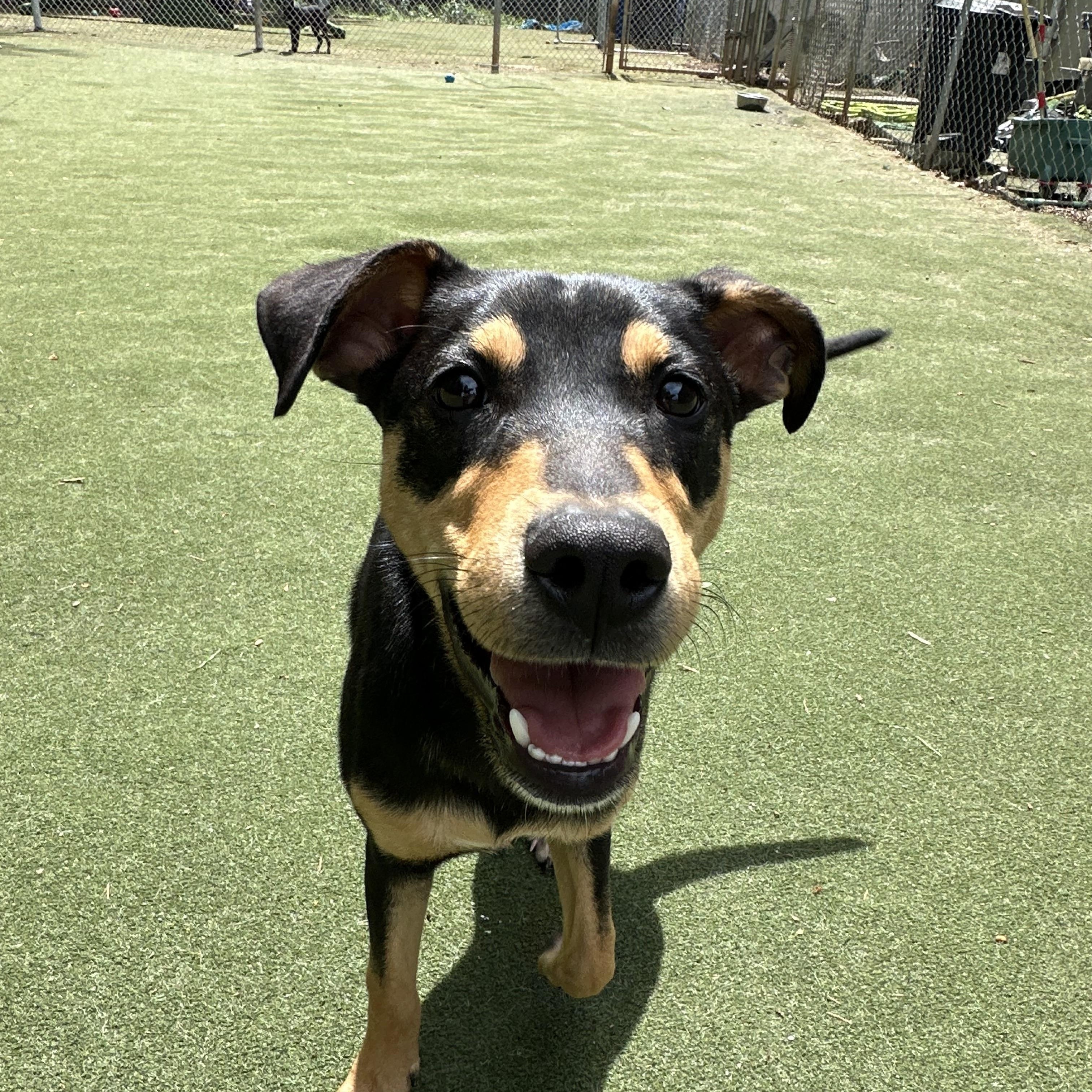 Enlarge Birdie, an adopted mixed breed in Charlotte, NC image 6/6