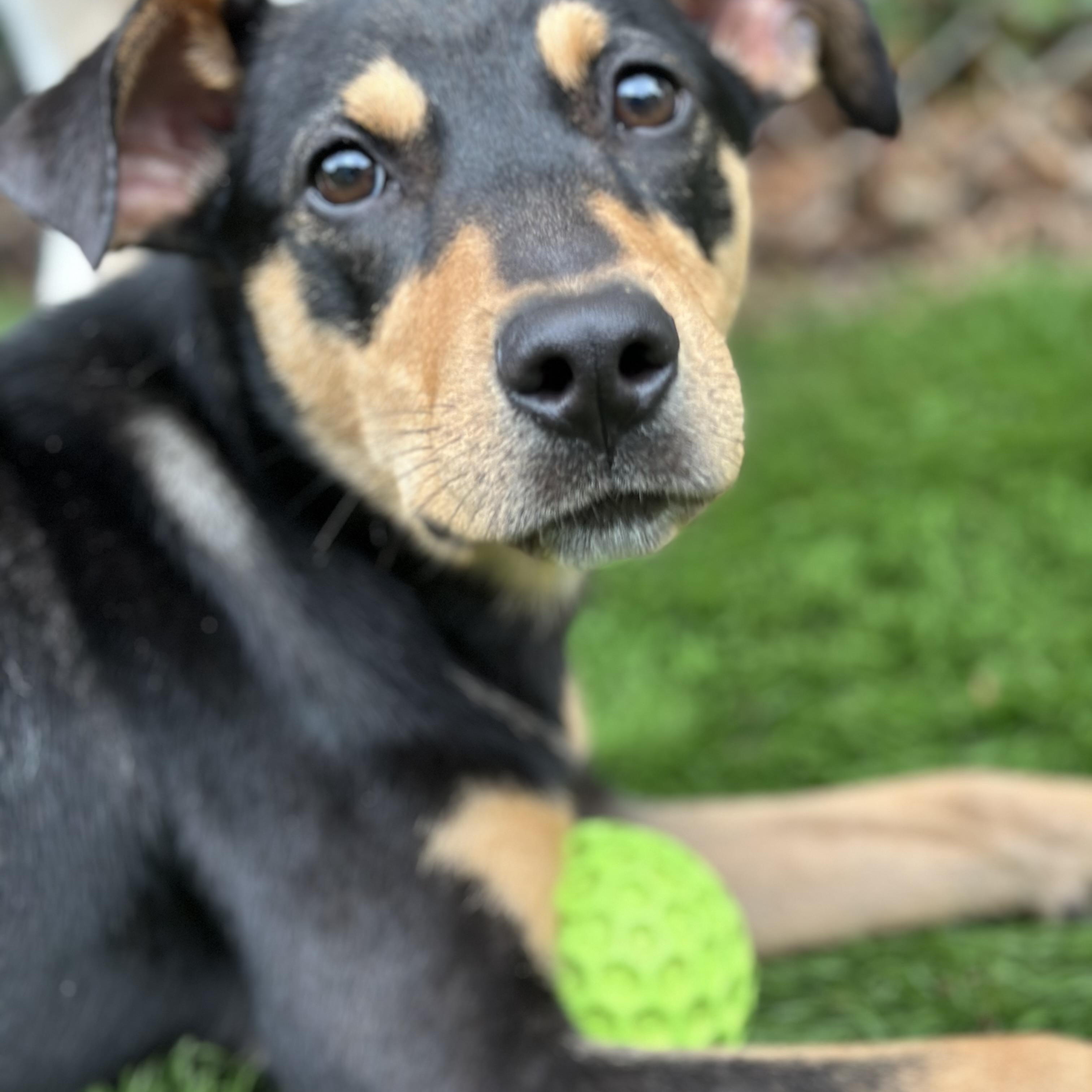 Enlarge Birdie, an adopted mixed breed in Charlotte, NC image 4/6
