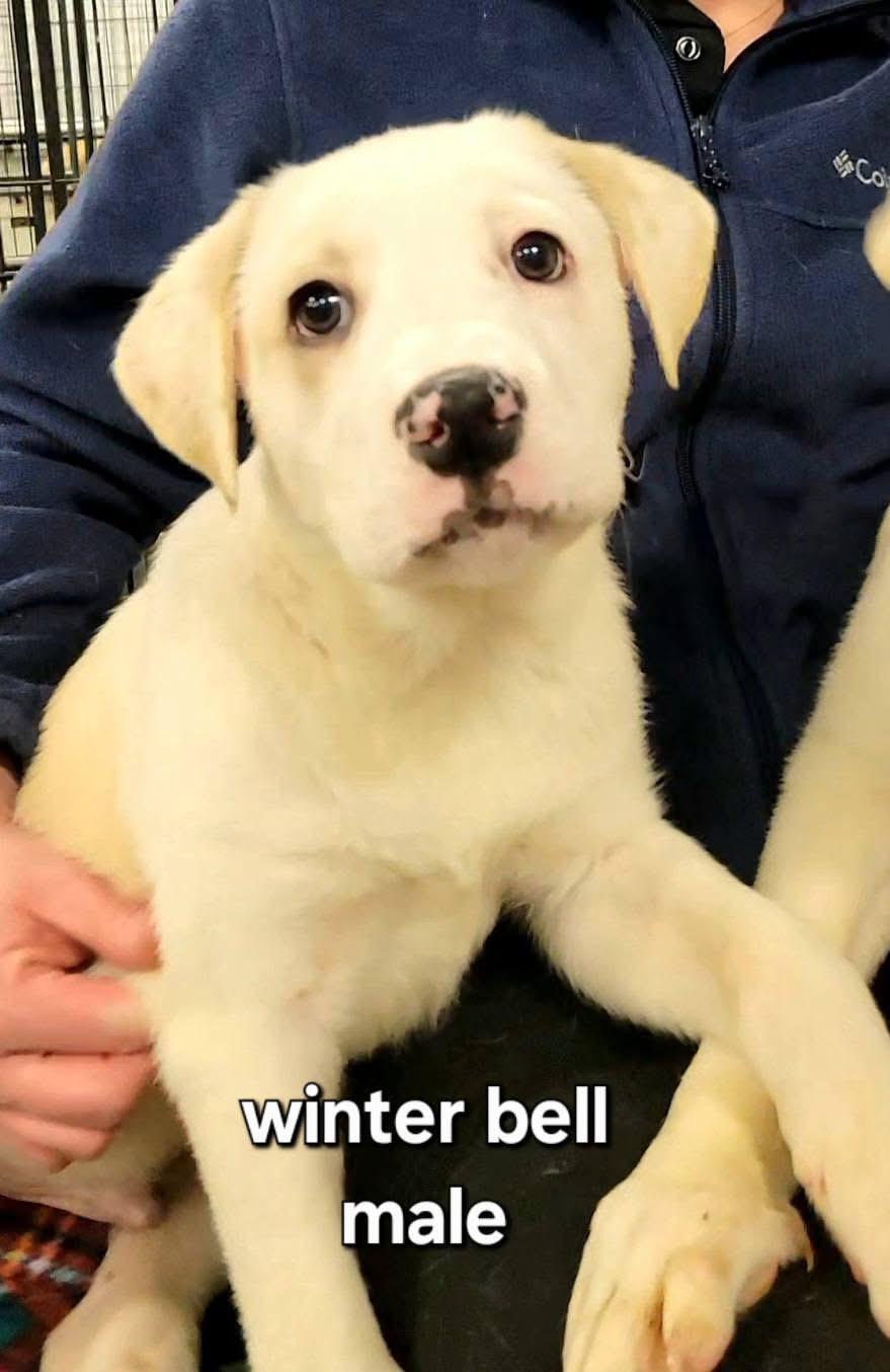Winter Bell , adopted, Puppy Male Great Pyrenees & Terrier.