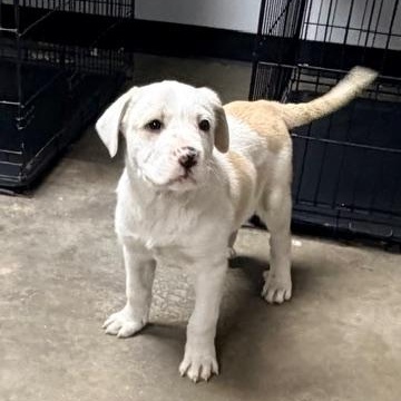 Winter Bell , an adopted mixed breed in Ashland, KY image 2/2