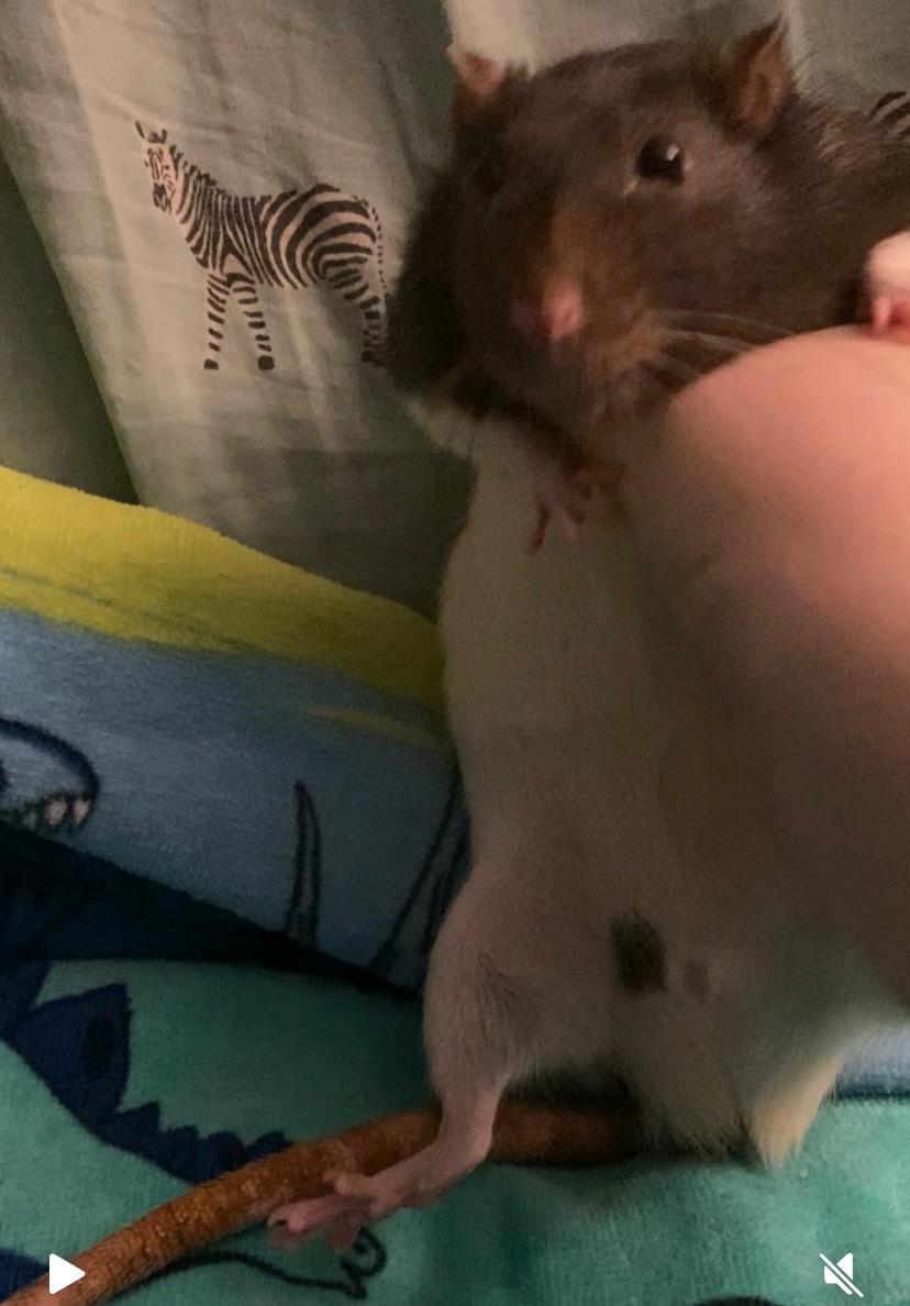 Swayze, ADOPTABLE, Adult Male Rat.