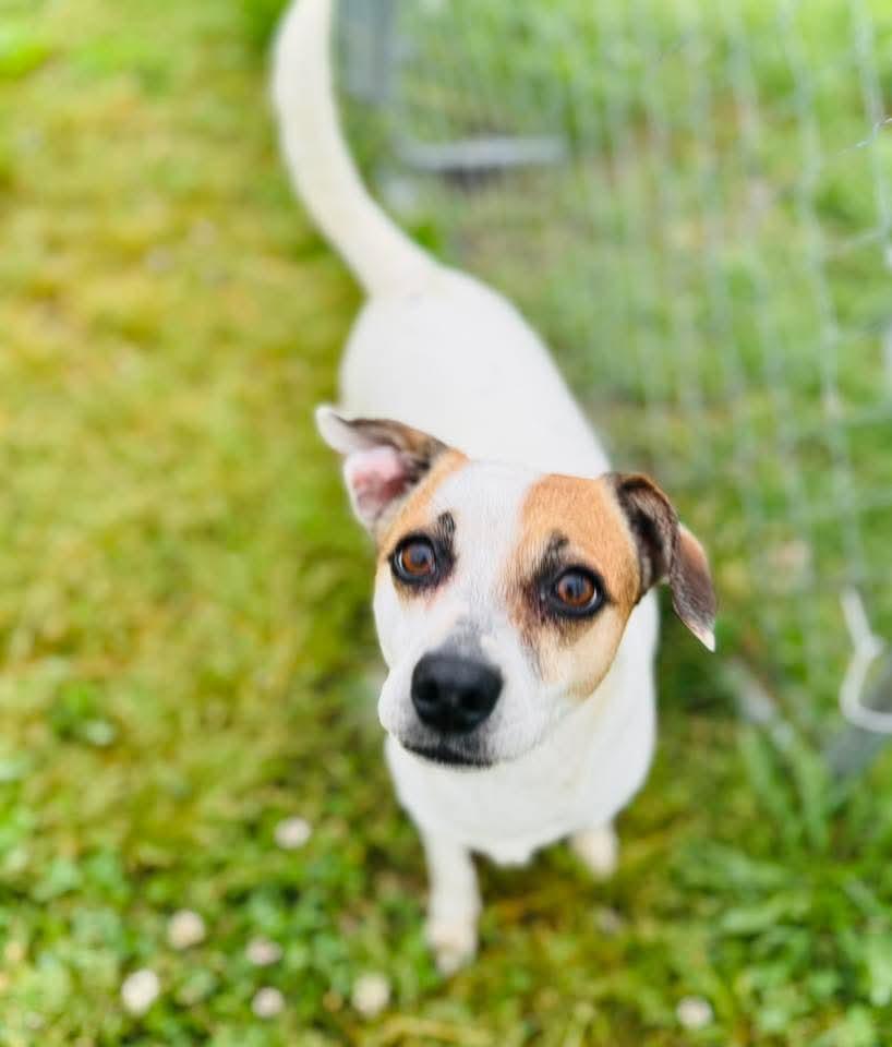Fiona Penny Pickles, an adoptable Mixed Breed in Ashland, KY_image-1