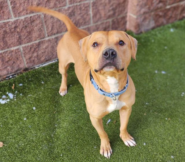 CHORIZO, Adoptable, Adult Male Pit Bull Terrier.