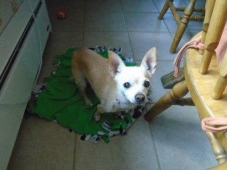 Nicky, Adoptable, Senior Female Chihuahua.