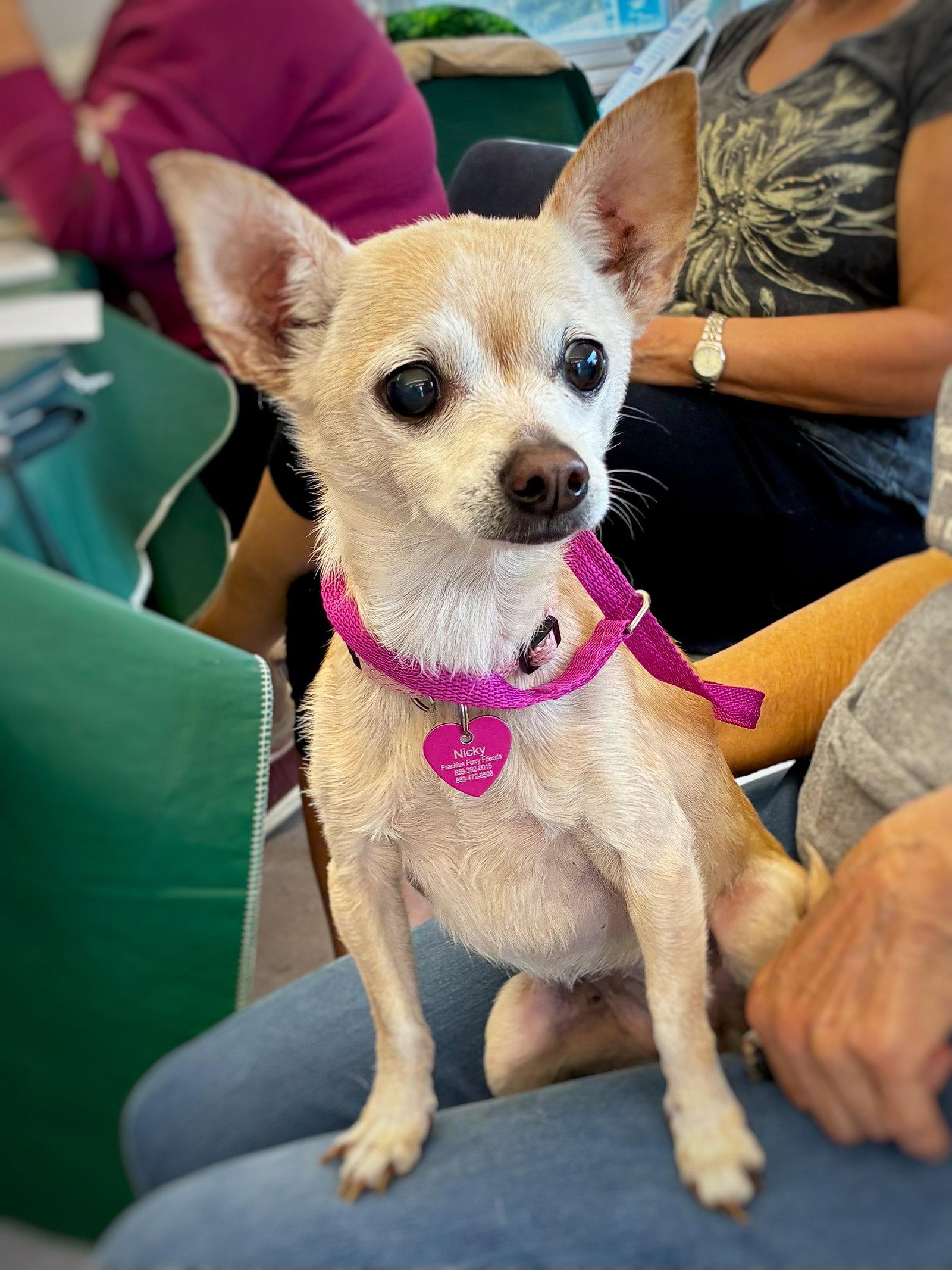 Enlarge Nicky, a Adoptable Chihuahua in Alexandria, KY image 2/2