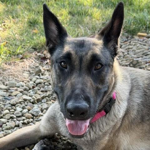 Phoive, adopted, Young Female Belgian Shepherd / Malinois.
