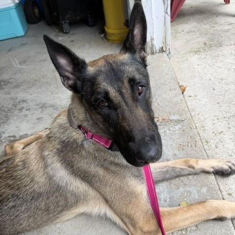 Enlarge Phoive, an adopted mixed breed in Grafton, OH image 2/5