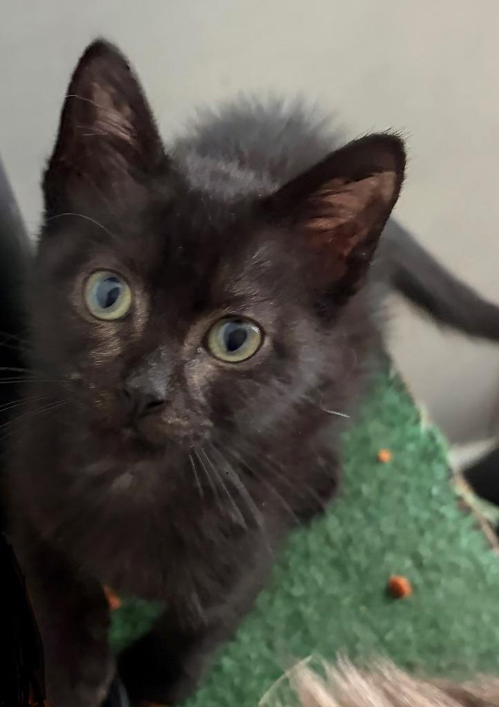 BC, Adoptable, Kitten Female Domestic Short Hair.