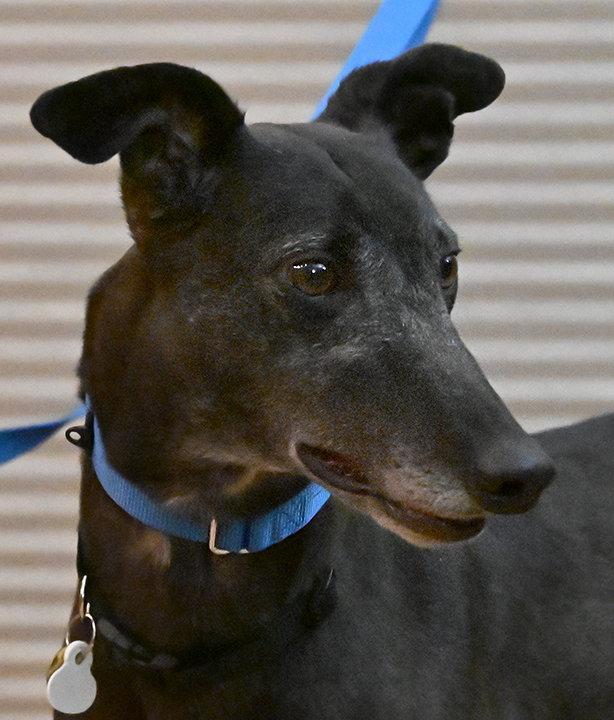 Enlarge Coin, a Adoptable Greyhound in Minneapolis, MN image 1/3