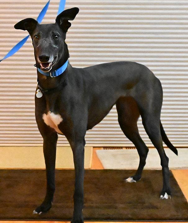 Enlarge Coin, a Adoptable Greyhound in Minneapolis, MN image 2/3