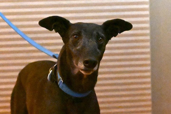 Enlarge Coin, a Adoptable Greyhound in Minneapolis, MN image 3/3
