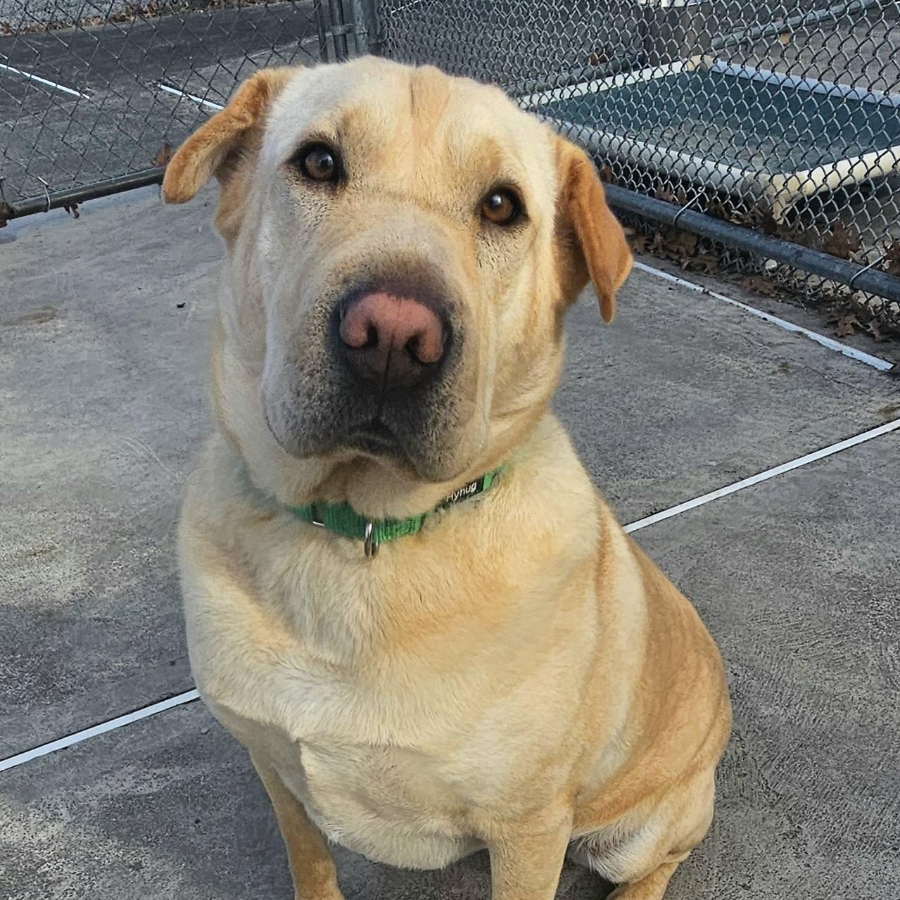 Enlarge Jane, a Adoptable mixed breed in West Milford, NJ image 6/6