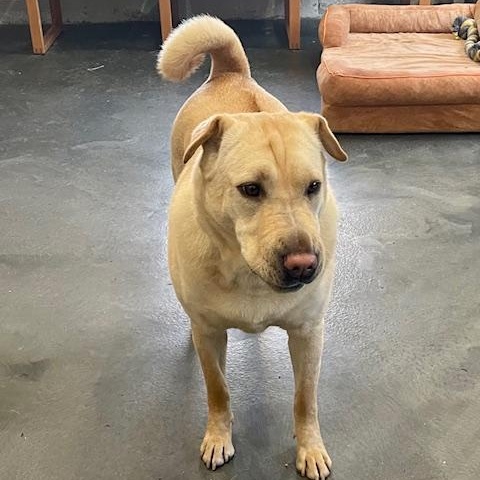 Enlarge Jane, a Adoptable mixed breed in West Milford, NJ image 6/6