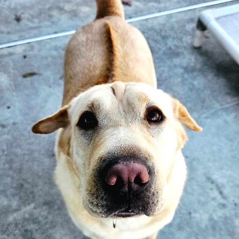Jane, a Adoptable mixed breed in West Milford, NJ image 1/6