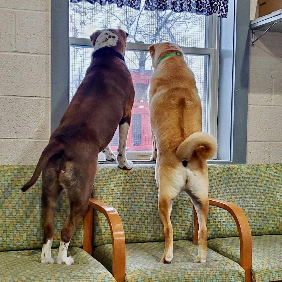 Jane, a Adoptable mixed breed in West Milford, NJ image 2/6